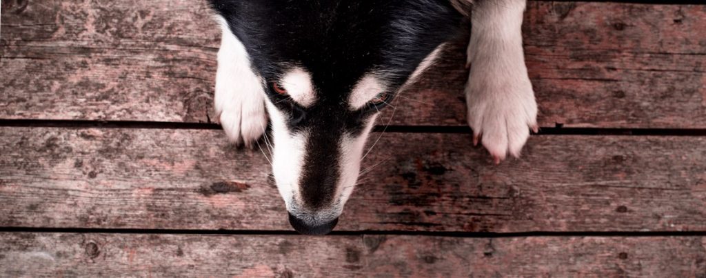 pet fresh commercial